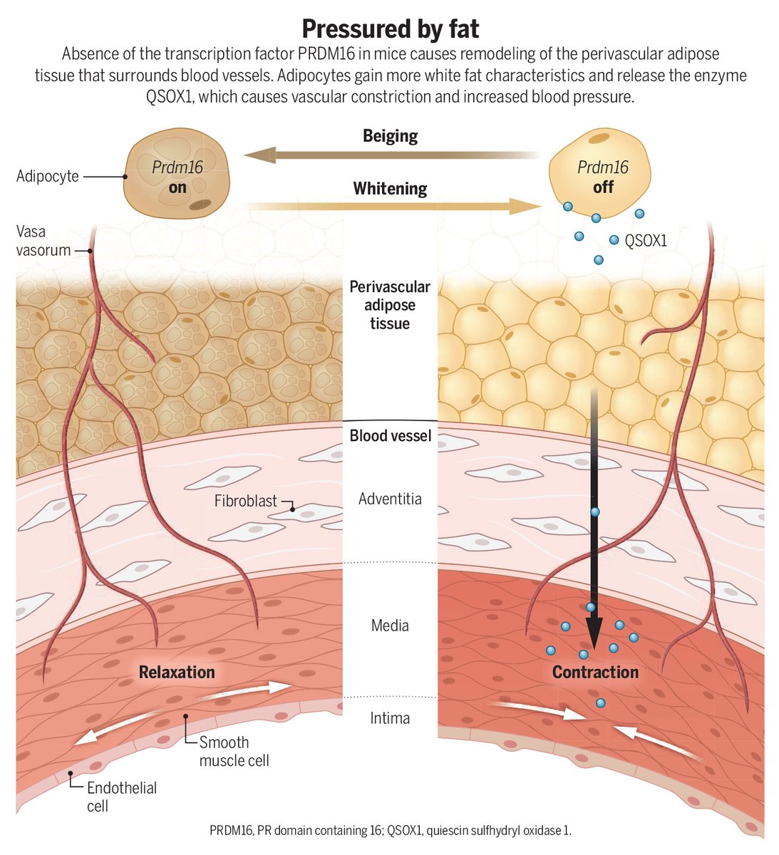 ScienceMagazine's tweet image. Beige fat surrounding blood vessels actively works to keep high blood pressure in check, according to a new Science study in mice, promoting healthy vascular function even during obesity. 

The findings support the notion that therapeutic activation of thermogenic fat tissue…