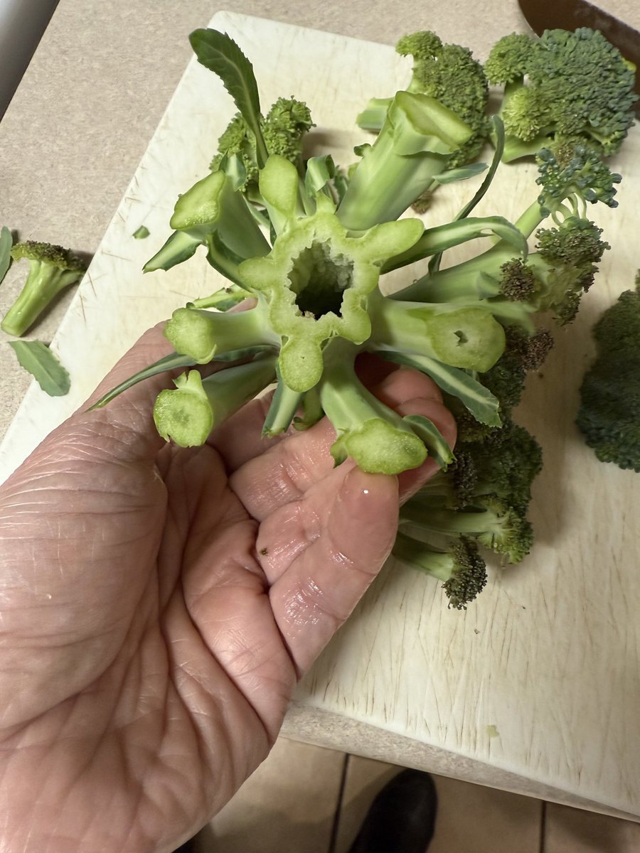 MSU Extension Plant Diagnostic Lab tweet media