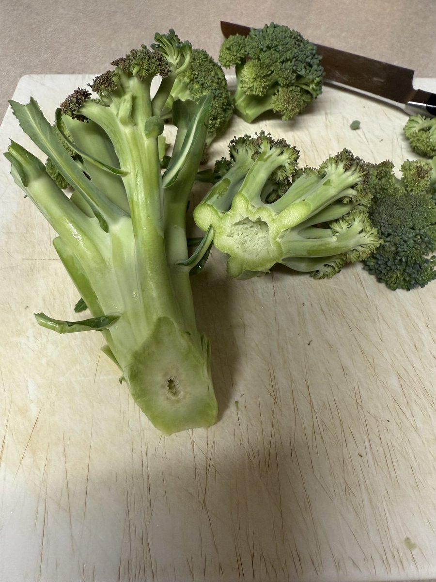 MSU Extension Plant Diagnostic Lab tweet media