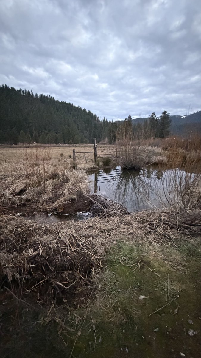 DrLarryBurchett's tweet photo. Wondering if I would find a beaver in this habitat,  @LukeRangeWalker https://t.co/GinSZvhm5s