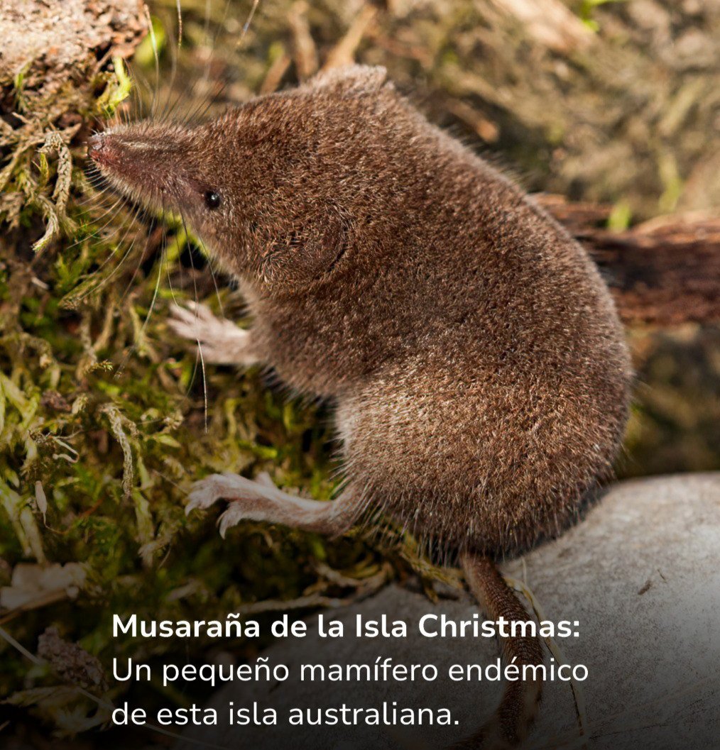 🔹Actualmente, más de 48 600 especies están, oficialmente, en peligro de extinción, representando el 28 % del total de especies evaluadas
🔹La destrucción de hábitats, la sobreexplotación, las especies invasoras, la contaminación y el cambio climático son algunas de las causas