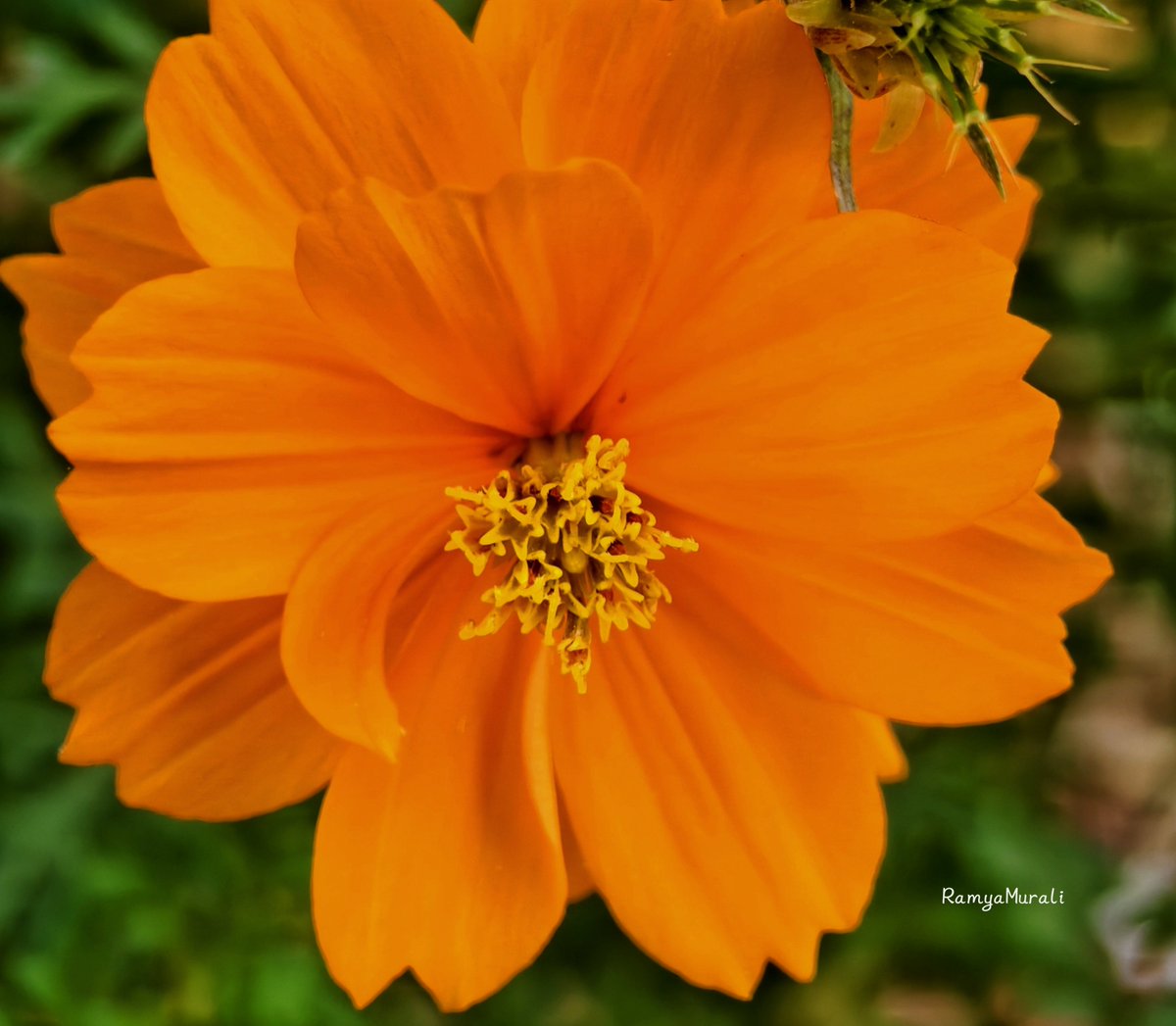 drramyamurali's tweet photo. Saw it
Liked it
So clicked it..🧡 https://t.co/ypfYslWpkM