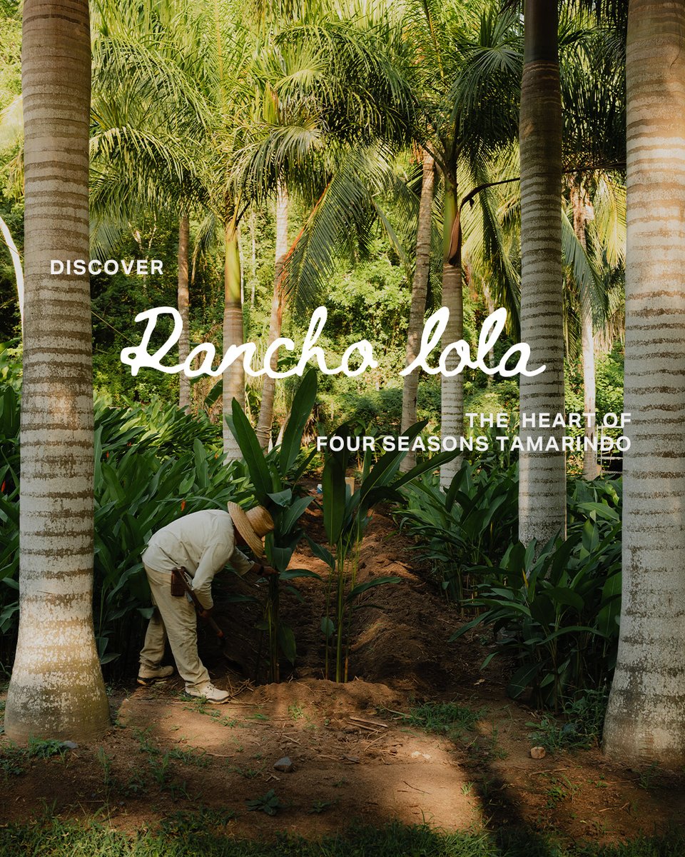 FSTamarindo's tweet image. A palette shaped by the land, textures that tell a story and sounds that invite you to slow down. Rooted in tradition and natures rhythm, discover Rancho Lola.

#ExperienceFS #FSTamarindo #RanchoLola