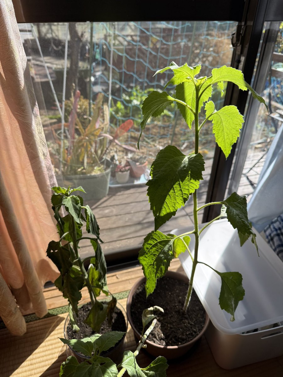 ひまわり】E・B AhokeBowl他6点おまとめ ひまわり】E・B AhokeBowl他6