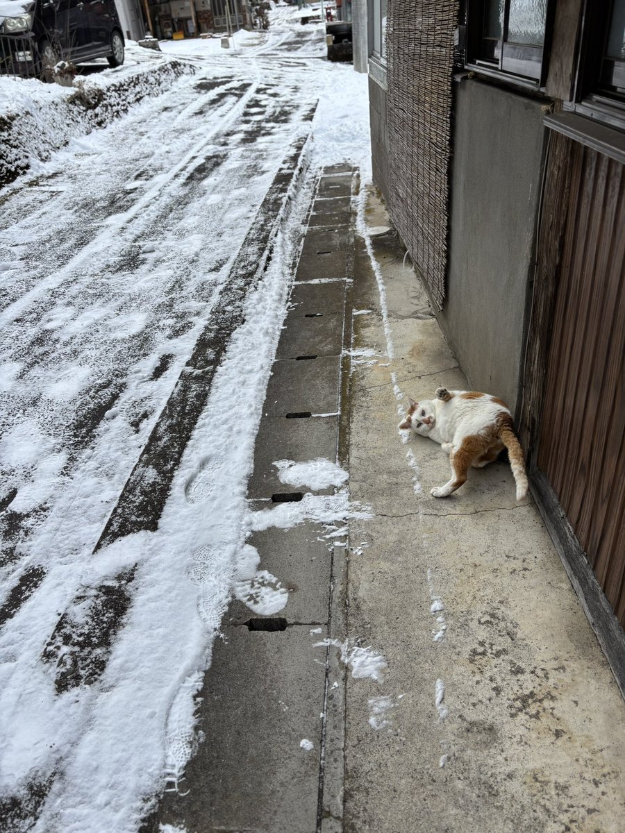 大寒波でも猫の矜持は変わらない…ﾁﾗｯ