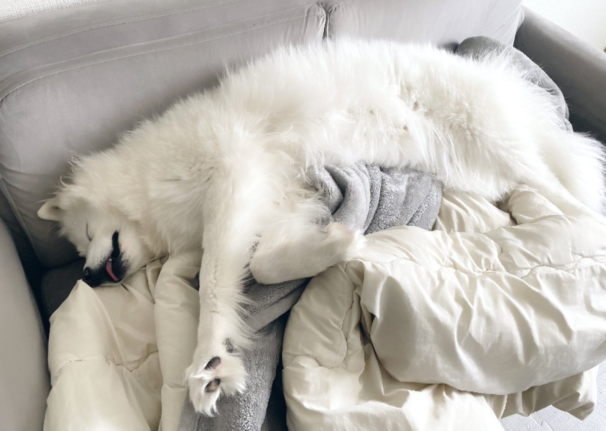 今日もここにいるサモエド