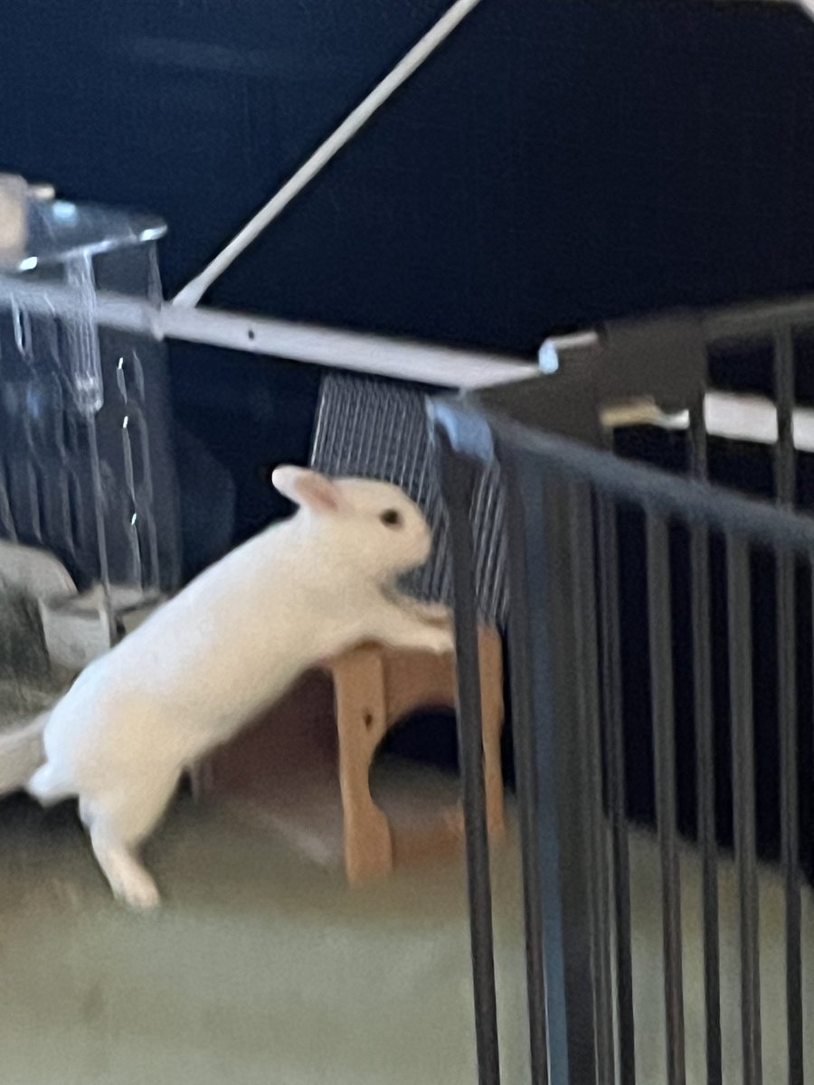 🐇これでち！この底が抜けたせいでテテはびっくりちたんでち〜〜！！！