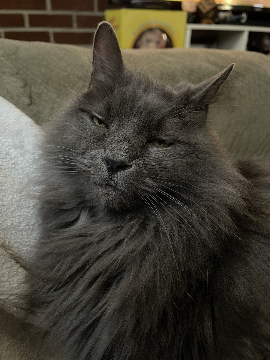 pepper 🌶️ & lugosi 🧛🏻‍♂️ tweet media