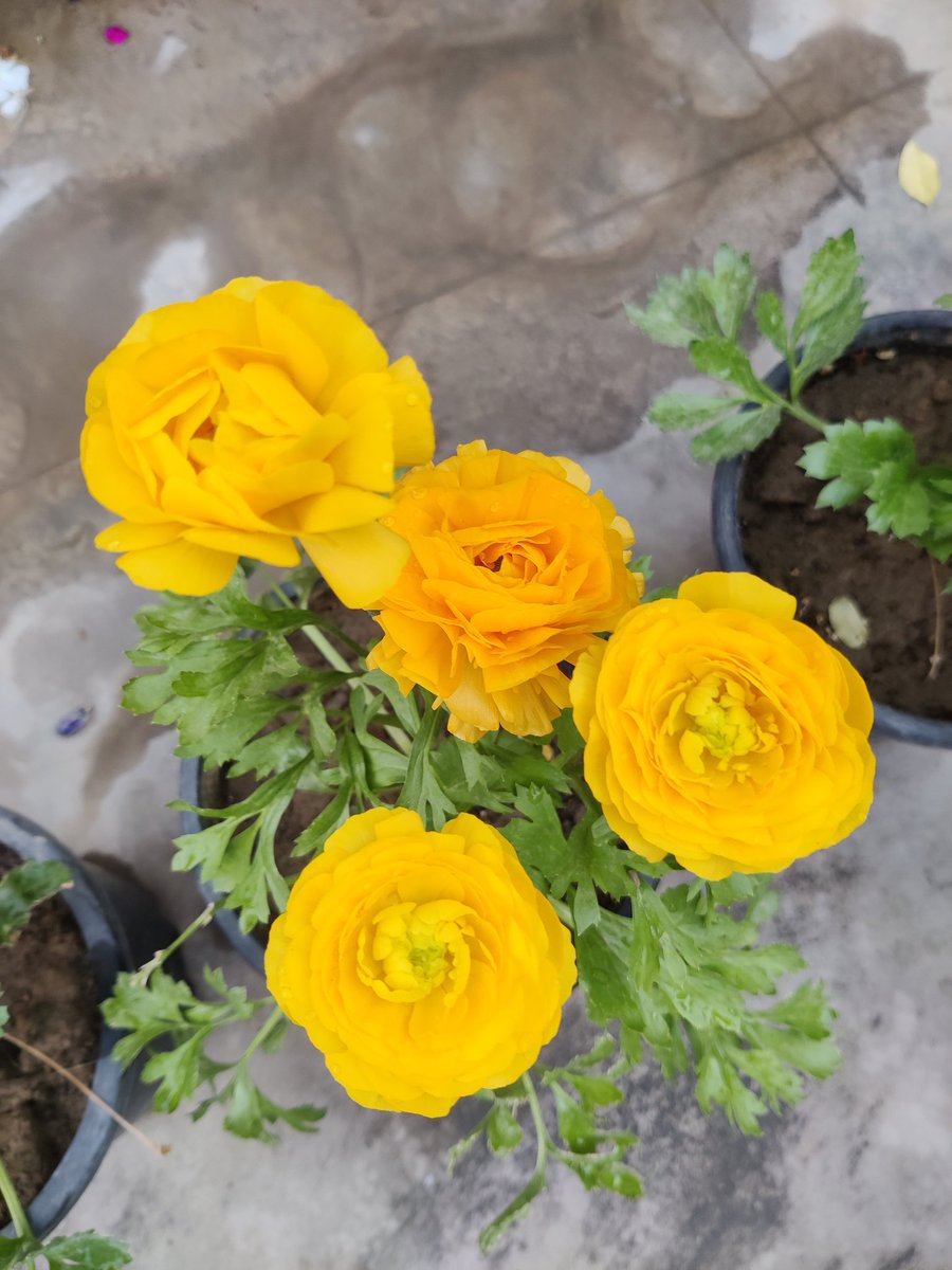 Good morning friends 🌹🙏 
Flowers #gardening #nature