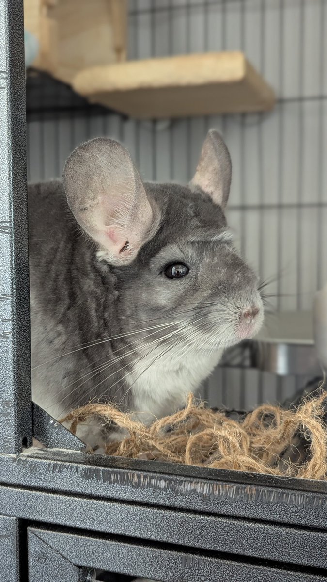 ニアコ🐭SunezumiSHOP (@niako731) / Posts / X