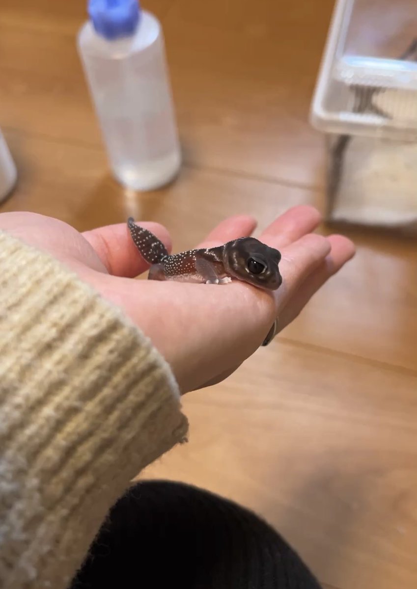 ちびメンテ
ヤマビタイベビーとエベノー同じくらいのサイズ感🥰
#ナメハダタマオヤモリ
#ヤマビタイヘラオヤモリ
#エベノーヒメカメレオン