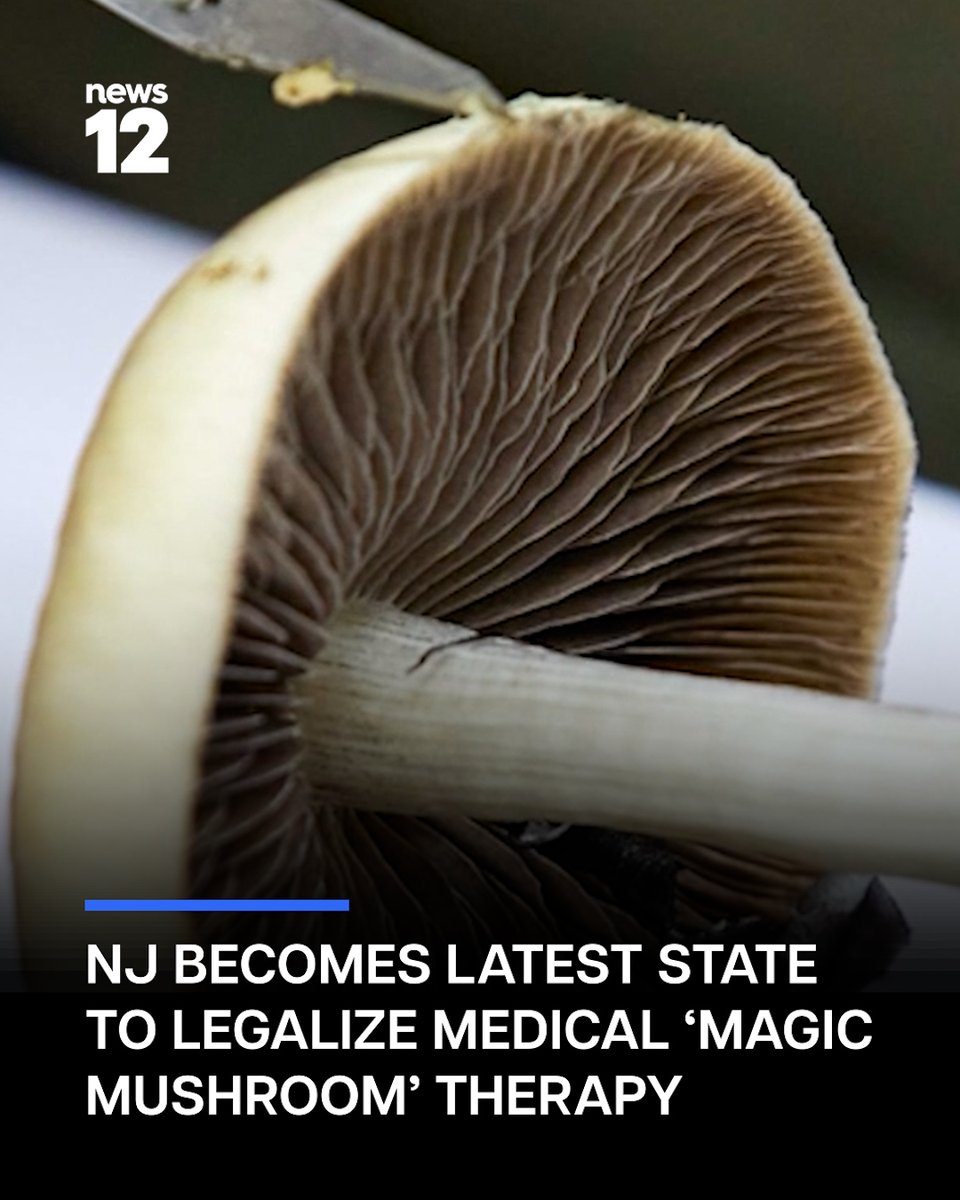 News12NJ's tweet photo. MUSHROOM THERAPY: In one of his last acts in office, former Gov. Phil Murphy signed a new law that legalized psilocybin – otherwise known as “Magic Mushrooms” – for medical use. 

#News12 #NewJersey #Mushroom #Therapy #PhilMurphy #LocalNews #News

https://t.co/FmsiMJknEN https://t.co/gHHMWw78qs