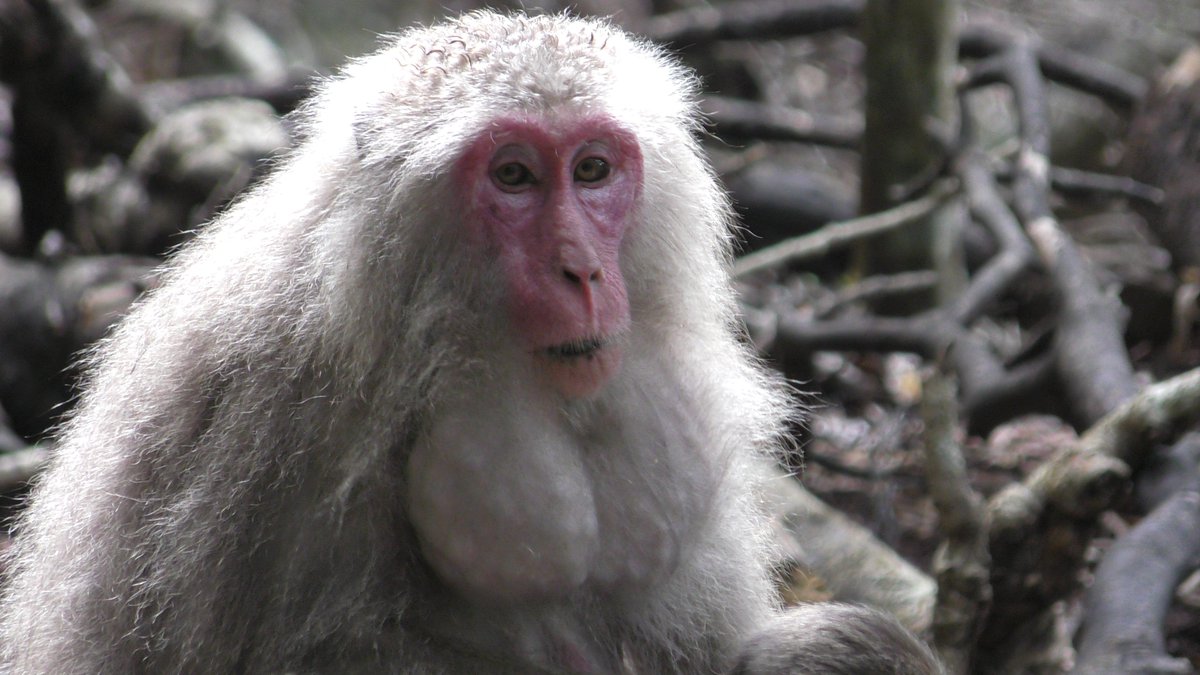 明日のゼミ案内です。

日時：2026年1月23日（金）13:30〜
場所：理学部2号館315号室

● 山碕翼（人類進化論・M１）
「ヤクシマザルの『もぐもぐ毛づくろい』から頬袋の時短機能と毛づくろいの規範を考える」

M1の院生が続々と初調査から戻ってきました！
どんな修士研究になっていくのか楽しみです