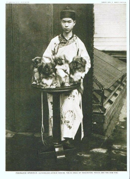 LBelle355's tweet image. Mao’s Red Guards perpetrated a mass killing of pet dogs. Dogs were seen as symbols of decadence of the bourgeoisie, &amp;amp; in so being, represented the sins of their owners. The Red Guards slaughtered so many dogs that several breeds almost went extinct (with other contributing…