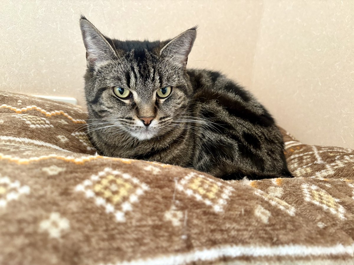ponpococat369's tweet photo. 最近は
保護した子猫を一匹里親さんへ。
もう一匹はうちの子として「うに」と命名。
更にドデカ猫ぺちゅ君も登場し、6猫&amp;2人生活中。

謎の覚醒姉に進化し、
自炊再開で、献立バリエーションに飢えています。
最近の趣味は神社巡りと家庭菜園。
花より野菜派へ移行中。 https://t.co/cluPoJ79Da