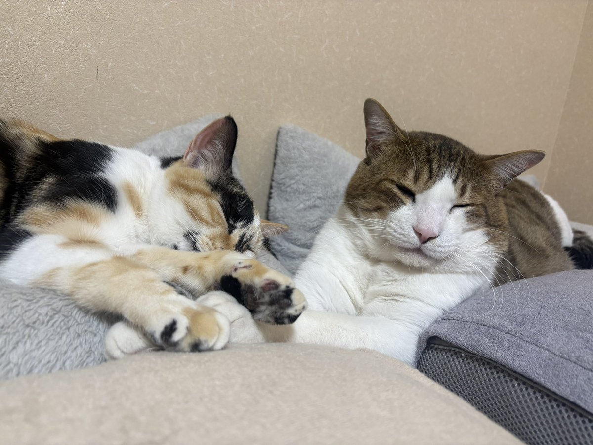 ponpococat369's tweet photo. 最近は
保護した子猫を一匹里親さんへ。
もう一匹はうちの子として「うに」と命名。
更にドデカ猫ぺちゅ君も登場し、6猫&amp;2人生活中。

謎の覚醒姉に進化し、
自炊再開で、献立バリエーションに飢えています。
最近の趣味は神社巡りと家庭菜園。
花より野菜派へ移行中。 https://t.co/cluPoJ79Da