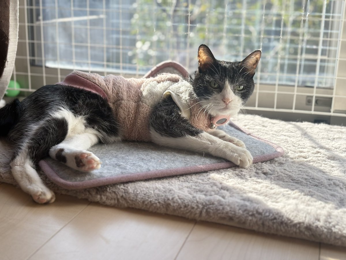 ponpococat369's tweet photo. 最近は
保護した子猫を一匹里親さんへ。
もう一匹はうちの子として「うに」と命名。
更にドデカ猫ぺちゅ君も登場し、6猫&amp;2人生活中。

謎の覚醒姉に進化し、
自炊再開で、献立バリエーションに飢えています。
最近の趣味は神社巡りと家庭菜園。
花より野菜派へ移行中。 https://t.co/cluPoJ79Da