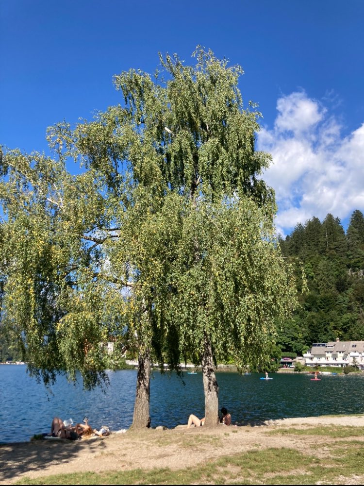 _zgzgzgggzg's tweet image. 📍블레드호수

진짜 경치가 예술이고 평화롭고..
버스타고 내리자마자 보이는 풍경이 너무 아름다워서 눈물 쪼끔 맺힐 정도랄까?
돗자리깔고 호숫가에 누워서 책읽고 빵먹고 물에 발담그고 하면 거기가 바로 천국
냅다 수영하는 외국인들,, 피크닉와서 까르륵까르륵하는 애기들,, 물소리,,,😭