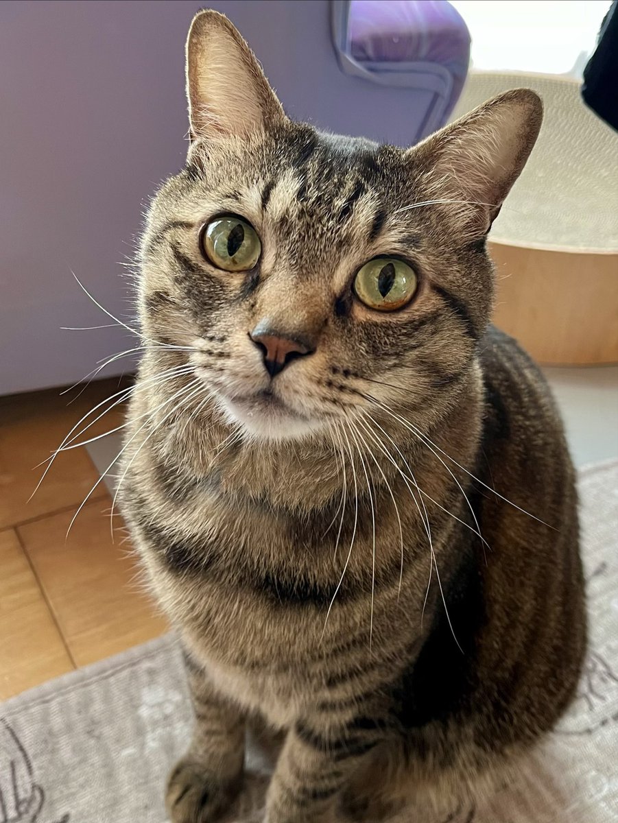 ただの猫好き (@chitakohaku) / Posts / X