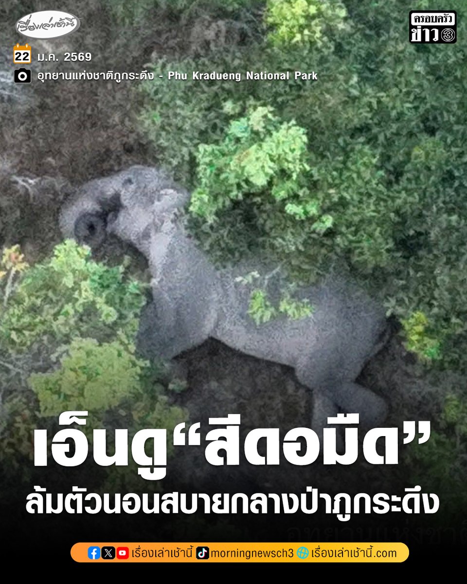 MorningNewsTV3's tweet image. อุทยานแห่งชาติภูกระดึง เผยภาพสุดน่ารักของ "สีดอมืด" หลังเจ้าหน้าที่ชุดบินโดรนสามารถจับภาพเจ้าช้างป่ากำลังล้มตัวลงนอนหลับอย่างสบายใจท่ามกลางผืนป่า พร้อมแคปชัน "ยามเช้า ใครจะตื่นก็ตื่นเลยจ้า อากาศดีแบบนี้ นอนน้ำลายยืดเลยจ่ะพี่ ๆ" ซึ่งวันนี้ภูกระดึง อุณหภูมิต่ำสุด 11 องศา และสูงสุด…