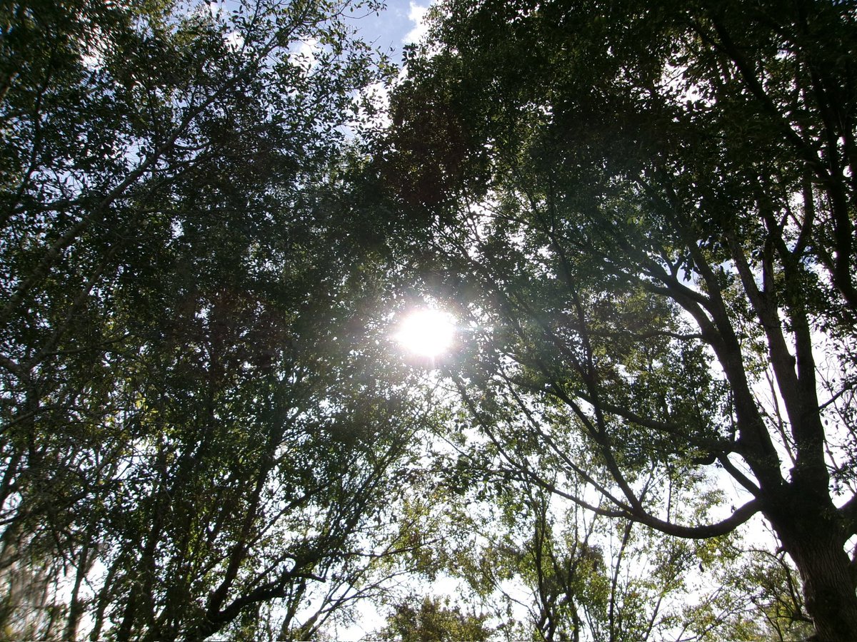 evil elly tweet media