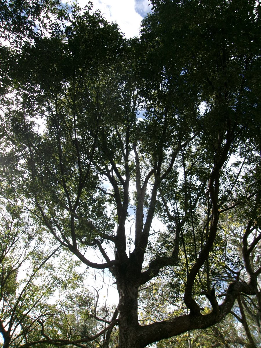 evil elly tweet media