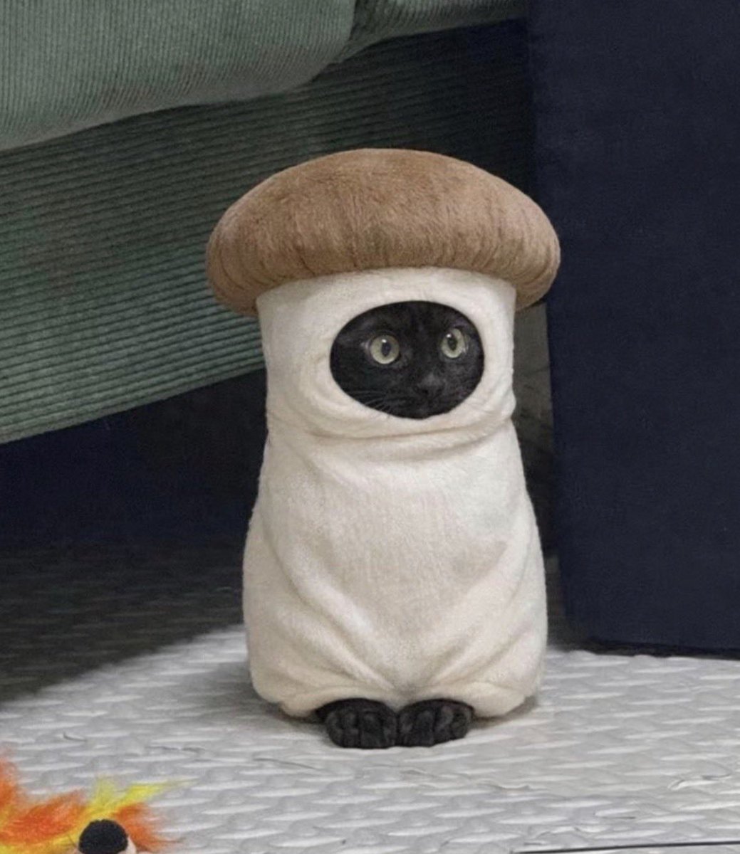 visualscat's tweet image. 