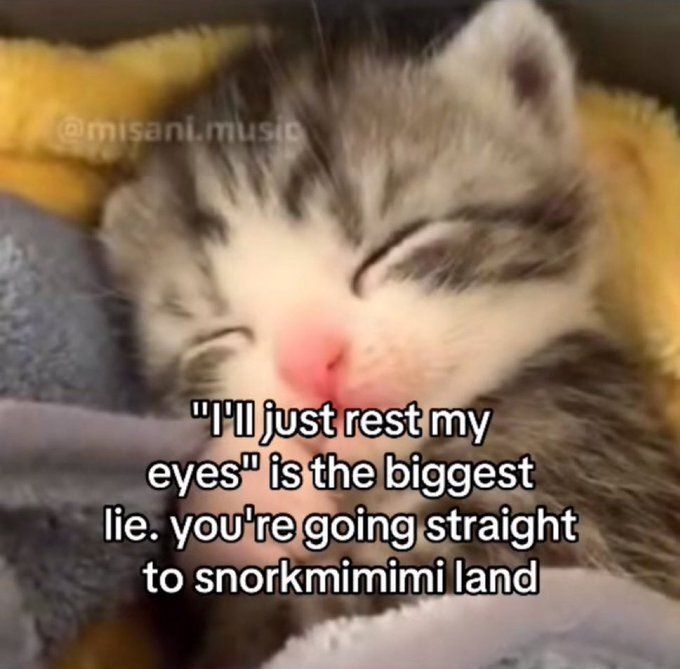 TweetsOfCats's tweet image. 