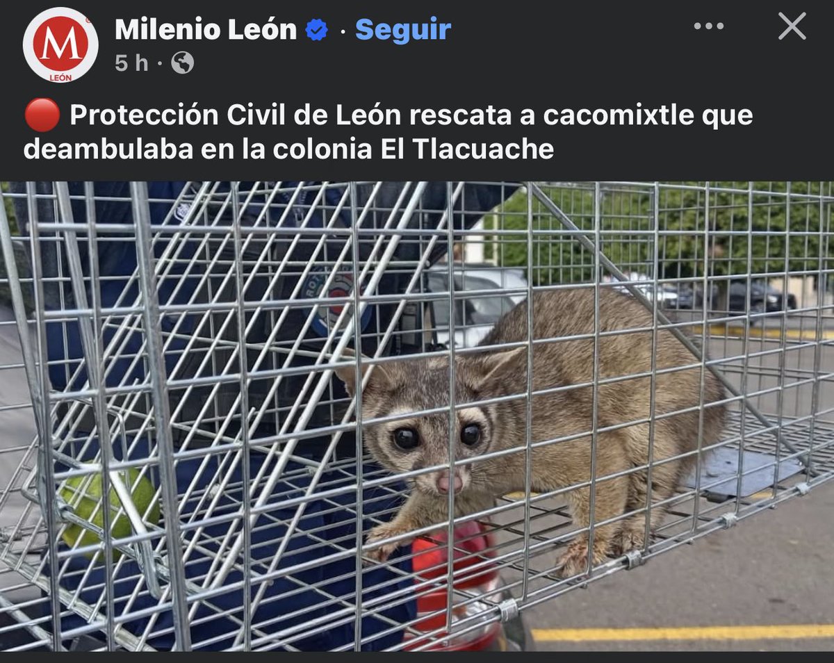SoyDeLeon_Mx's tweet photo. @Proteccion_leon ¿a donde llevaron este ejemplar de #Cacomixtle (especie de fauna nativa en México)? @AleGutierrez_mx @municipio_leon https://t.co/qeF0SrUFVY