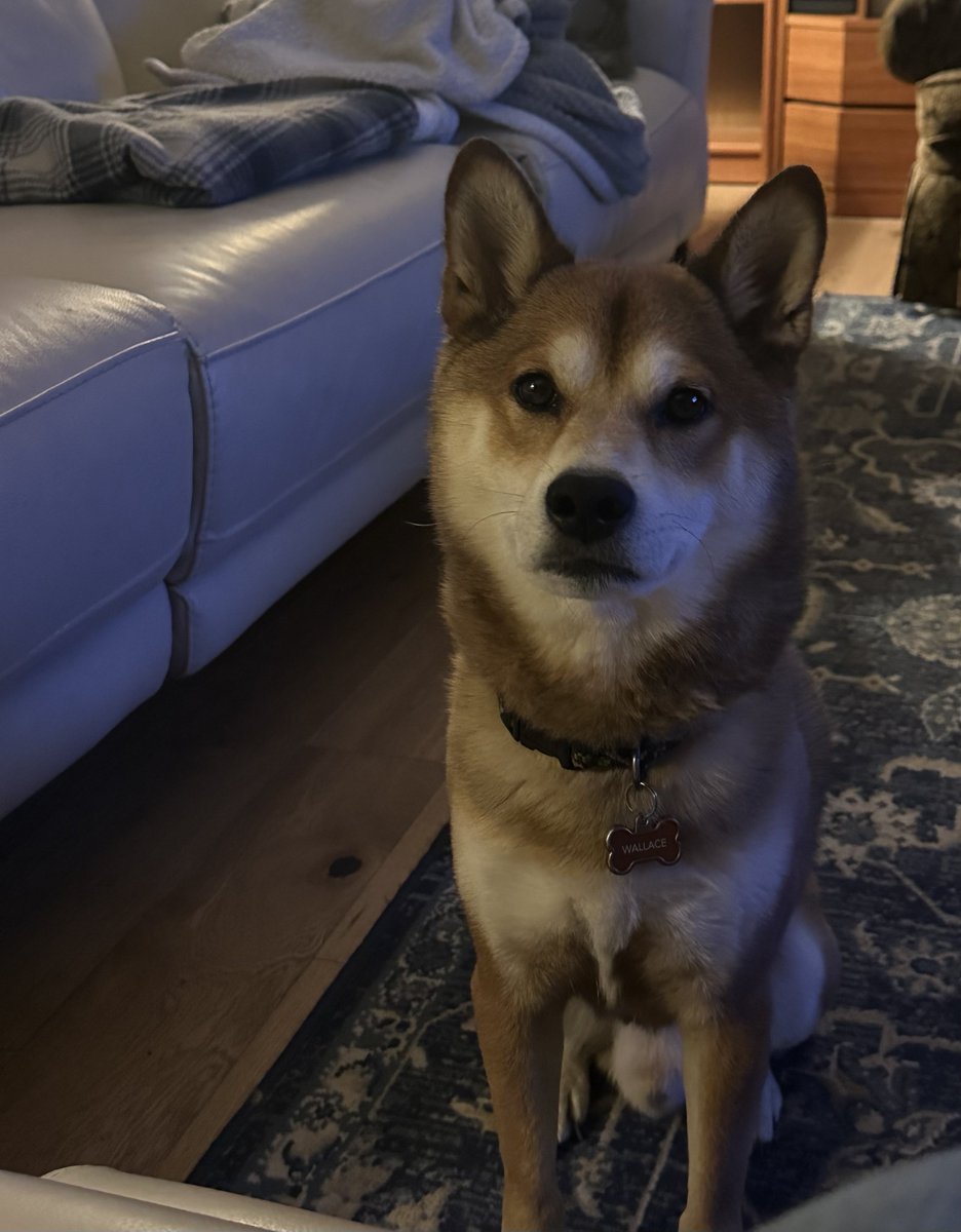 CohnTeri's tweet photo. Wallace says hi to all of his ⁦@TheTriviaGalaxy⁩ friends https://t.co/JkWLNMukIs