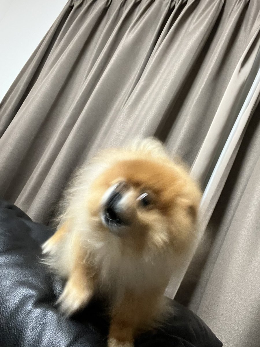 ポメポメページ ✳️POME POME ぷりん✳️ (@690690moaa) / Posts / X