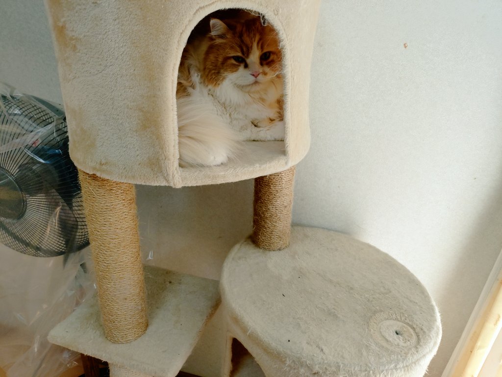 11歳になってジャンプ力もなくなってしまった爺ちゃん猫ですが、久しぶりにキャットタワーの2段目に登ってくれたよ。今日は寒いもんねぇ
#マンチカン #猫のいる暮らし