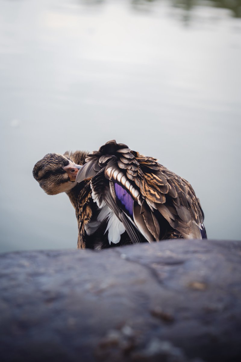 00typeR's tweet image. Napoon