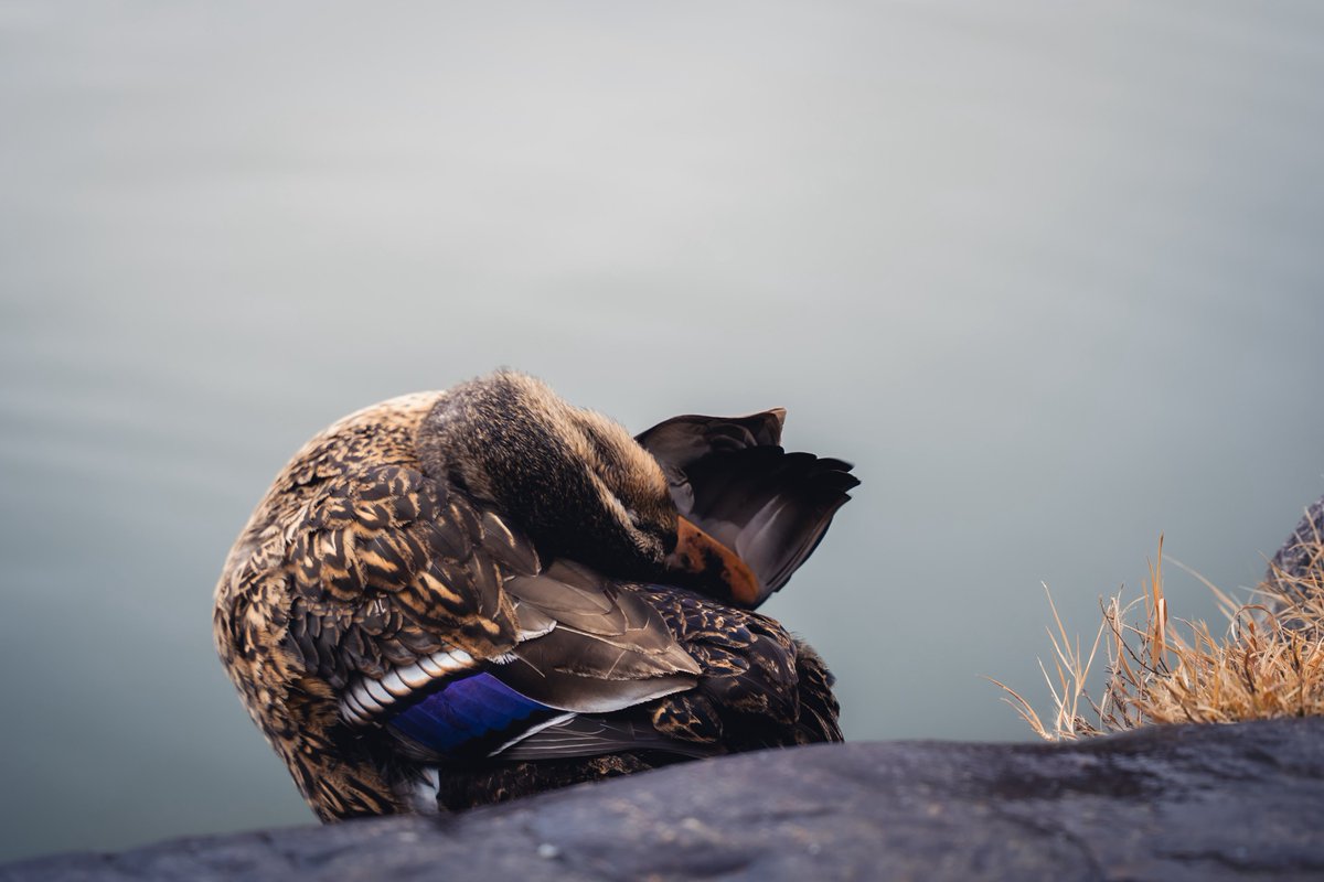 00typeR's tweet image. Napoon