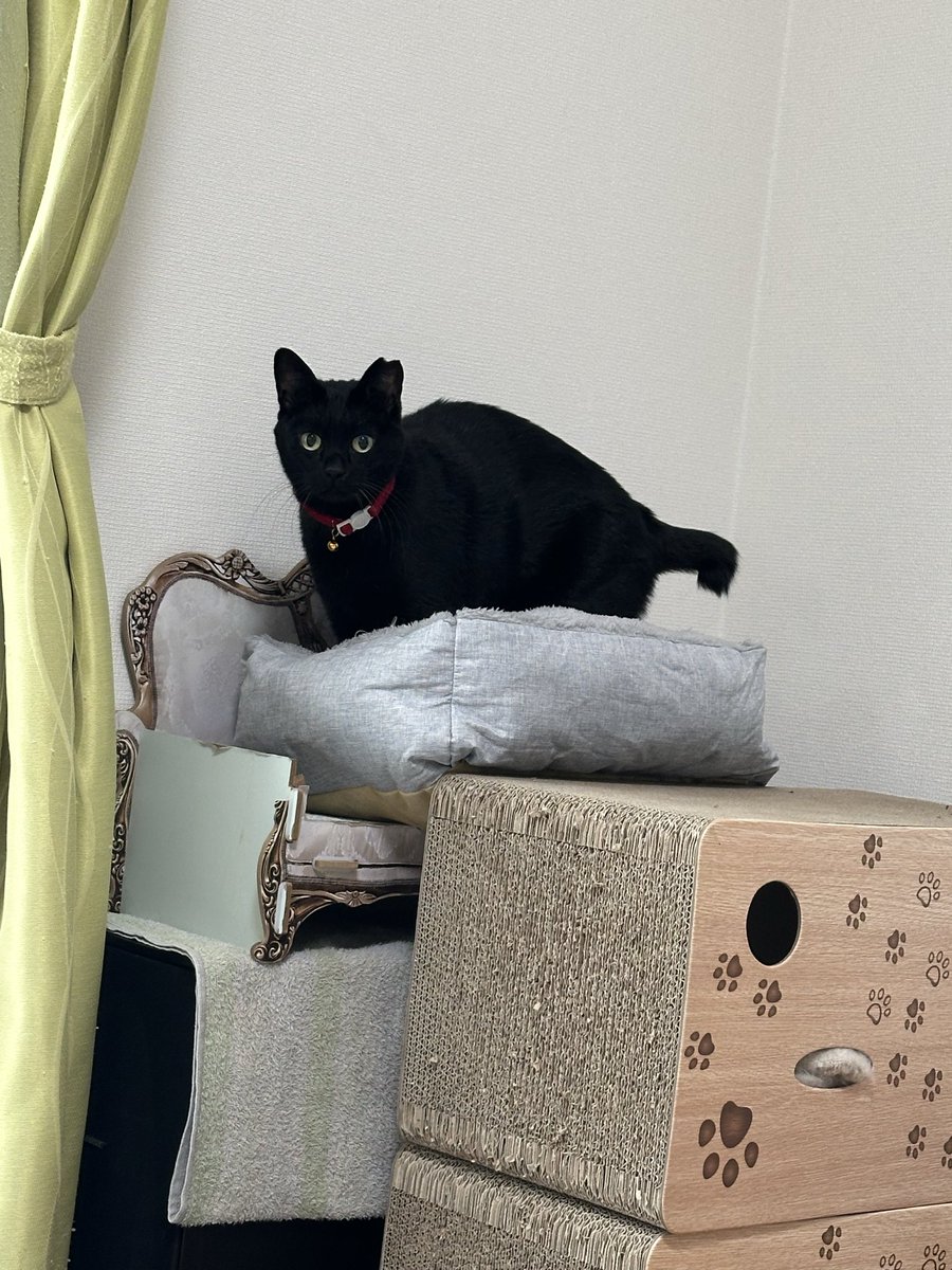 黒猫 (@kuroneko071975) / Posts / X