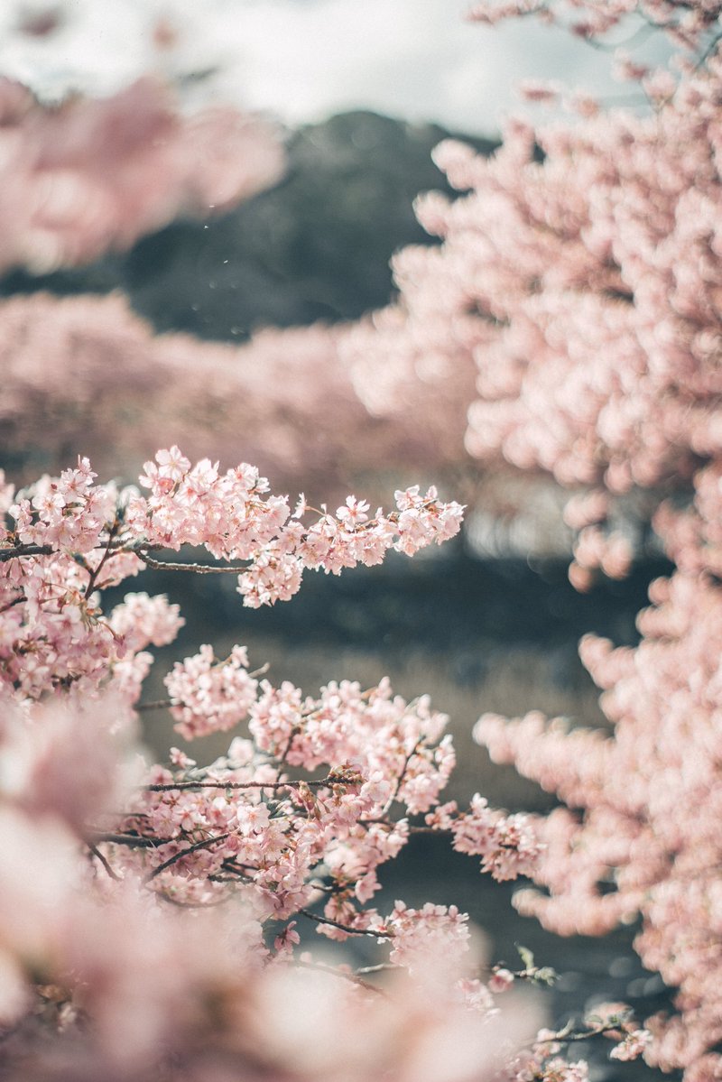 tanco_camera's tweet image. 春が待ち遠しい...といいつつ冬めちゃ好き