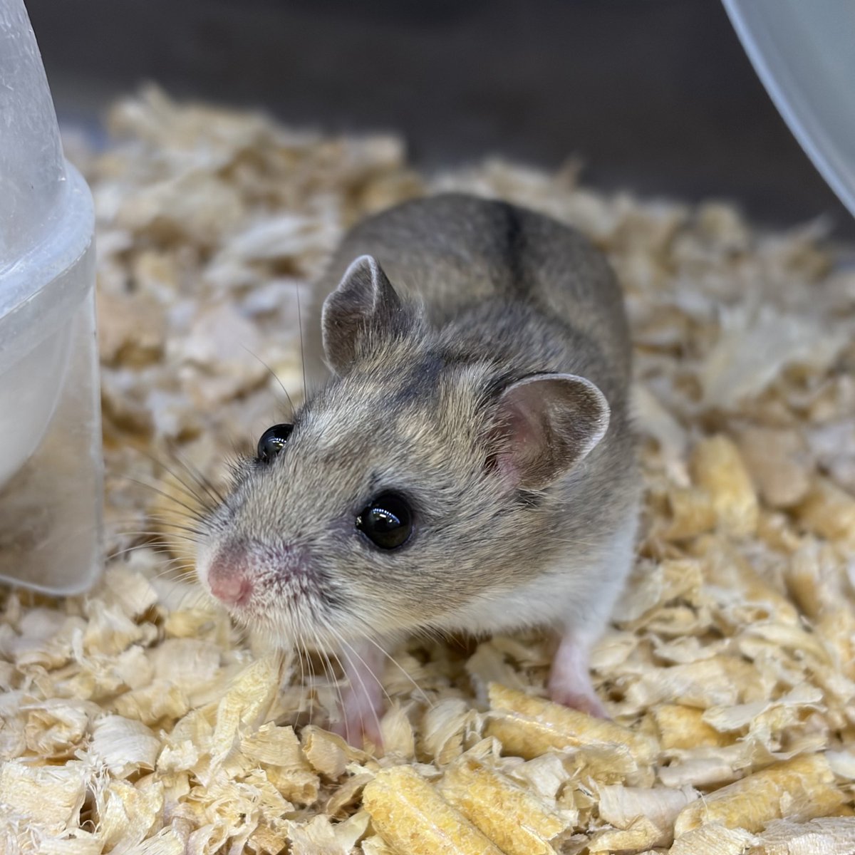 本日も13時〜20時で営業中✨

【本日の餌在庫状況】

活餌→在庫あり🙆‍♀️
冷凍餌→ファジー欠品中🙅‍♀️

活餌、冷凍コオロギ入荷済みです‼️
ご来店お待ちしております😊
 #ギリシャリクガメ
 #ガーゴイルゲッコー
 #チンチラ
 #チャイニーズハムスター
 #ハムスター