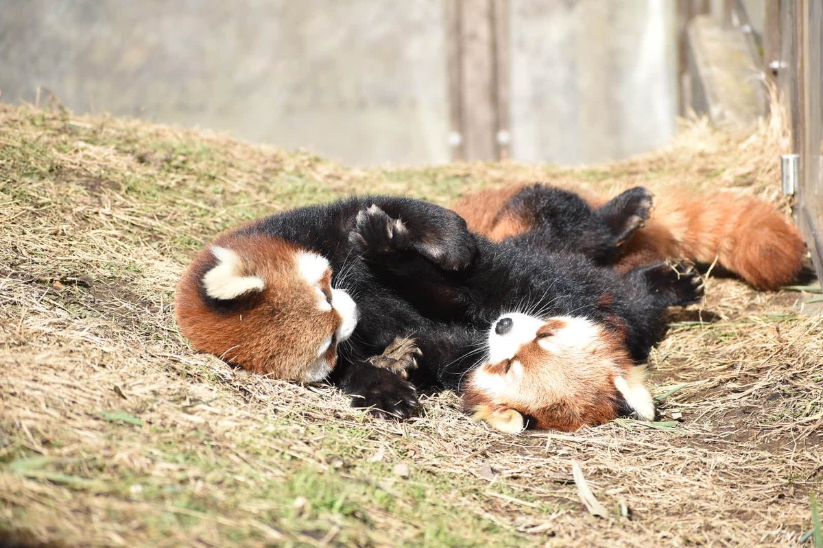 nbXbBrR08MvJeKF's tweet image. からのワチャワチャ🌀
#ミルク　#ミロ
#レッサーパンダ
#茶臼山動物園