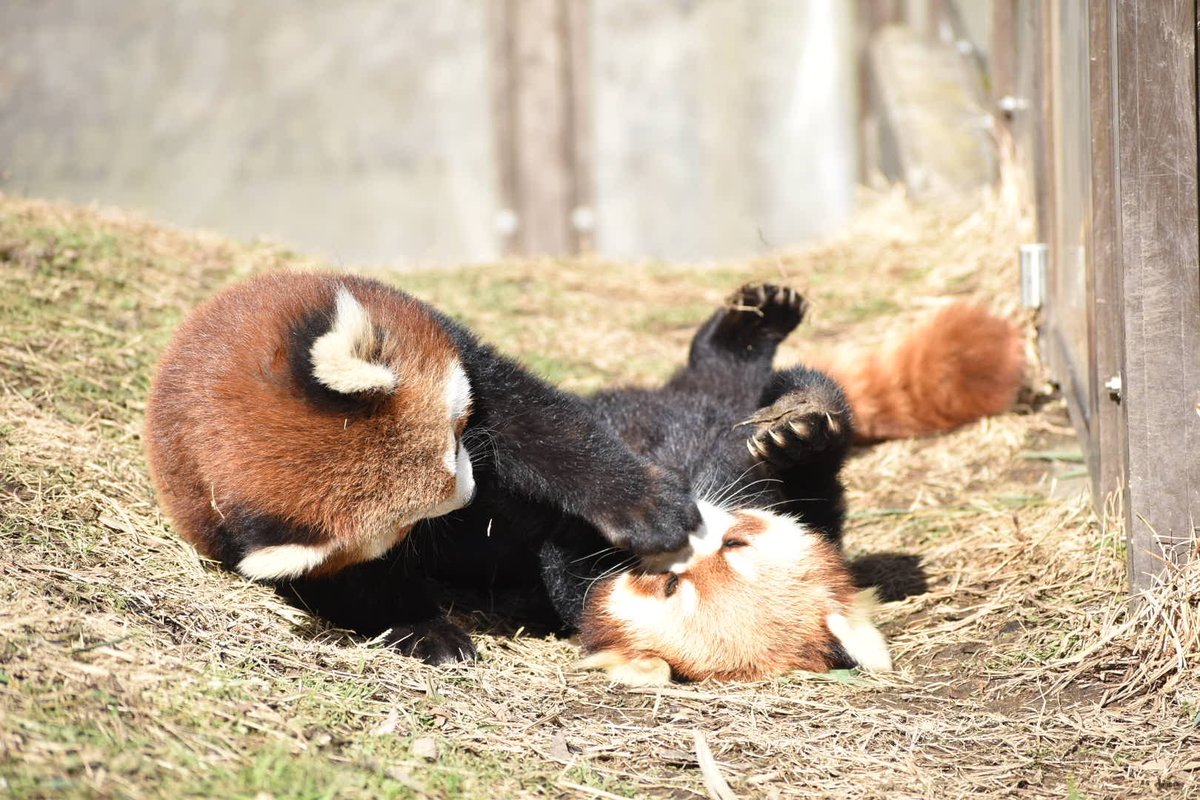 nbXbBrR08MvJeKF's tweet image. からのワチャワチャ🌀
#ミルク　#ミロ
#レッサーパンダ
#茶臼山動物園