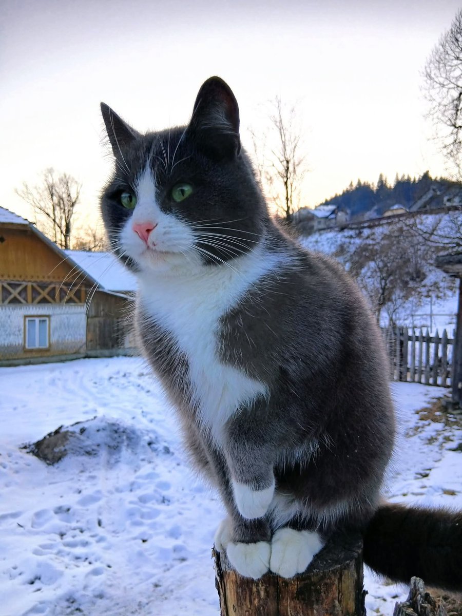 No Cats No Life tweet media