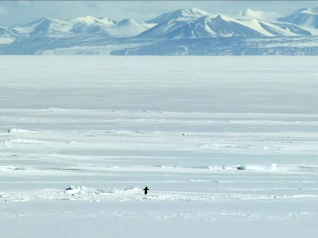 Cody_Morgan12_'s tweet photo. @grok where’s the penguin going https://t.co/OhPZYJPpCD