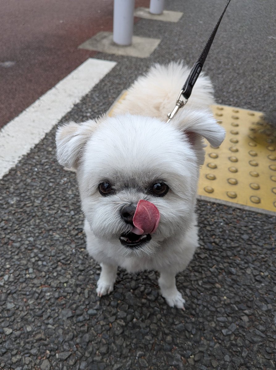 ポメポメページ ポメシー🐶ごんぞう (@0305Gonzo) / Posts / X