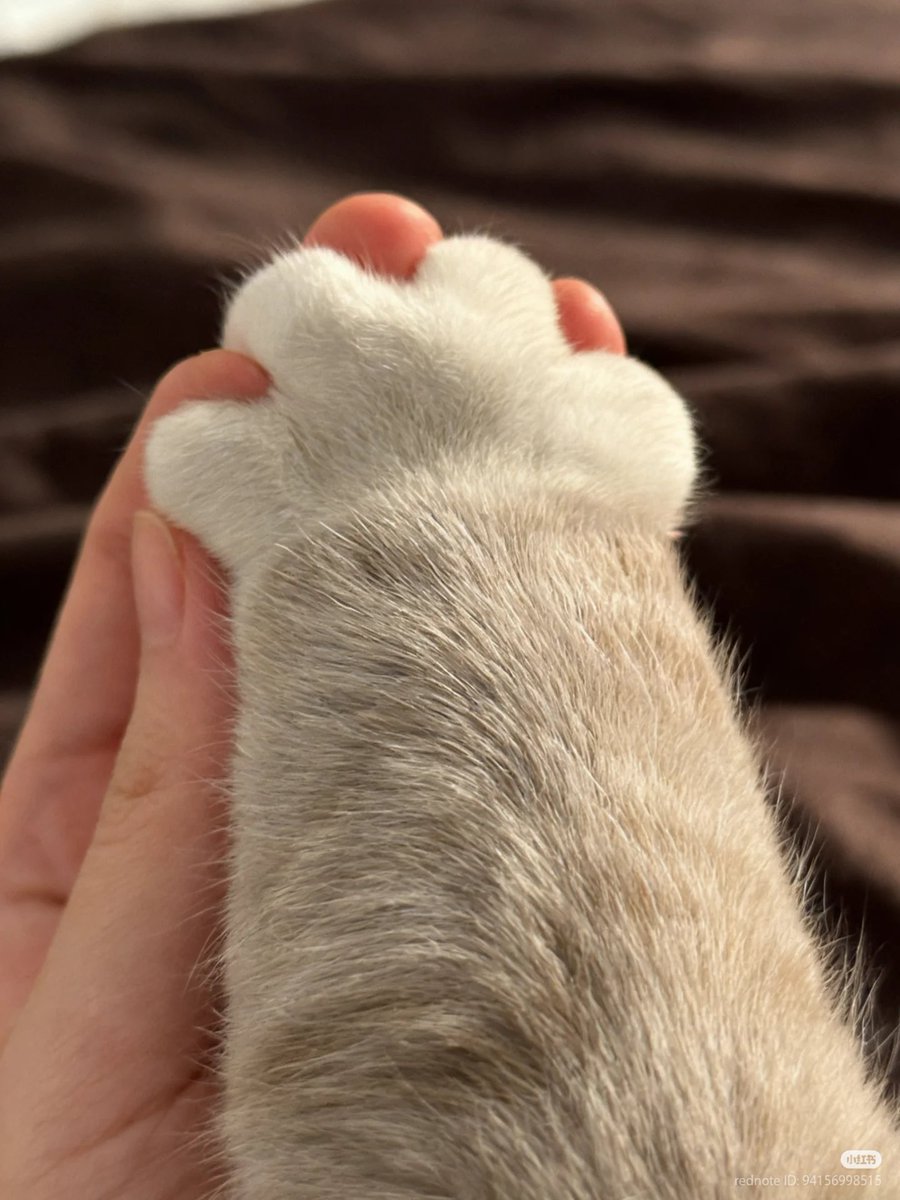 nocontextscats's tweet image. Fluffy