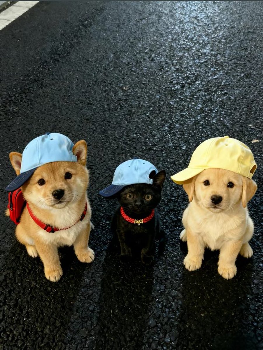 morpheusxcviii's tweet image. พิไทย                 น้องเน้ก               น้องภีม