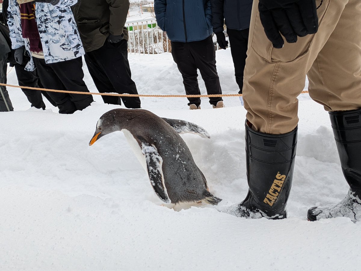 penguin4354's tweet photo. 長靴が気になるミャクちゃん
2026.1.20
#ジェンツーペンギン
#おたる水族館
#雪中さんぽ https://t.co/FAjqj3LfMP