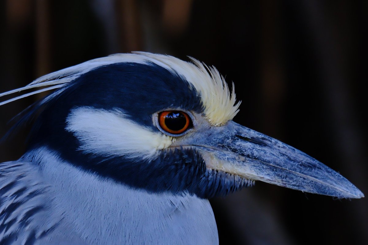 albertstare's tweet photo. Yellow-crowned night heron

​📷 Fujifilm X-E5
🎞️ Velvia
🔭 XC 50-230mm
⚙️ f/6.7 • 1/105s • ISO 800 • 690mm (FF eq. @ 10MP)
SOOC

​#fujifilm #xe5 #xc50230 #birding #fujifilm_xseries #sooc https://t.co/NFMS4RCHZm