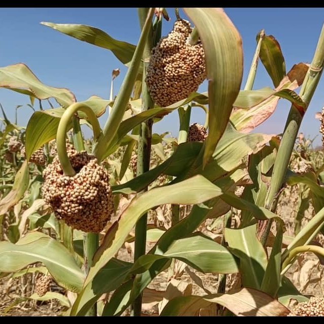 Cette réalisation est rendue possible grâce à l’appui du PAM, qui contribue ainsi à l’effort du Gouvernement du Tchad visant à améliorer la productivité agricole et garantir la sécurité alimentaire dans le pays.