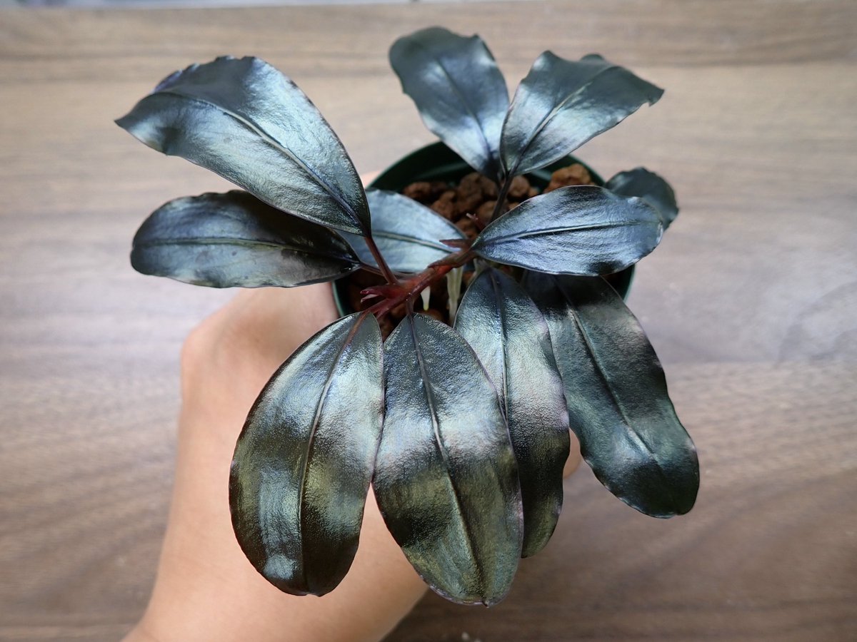 ﾌﾞｾﾌｧﾗﾝﾄﾞﾗ