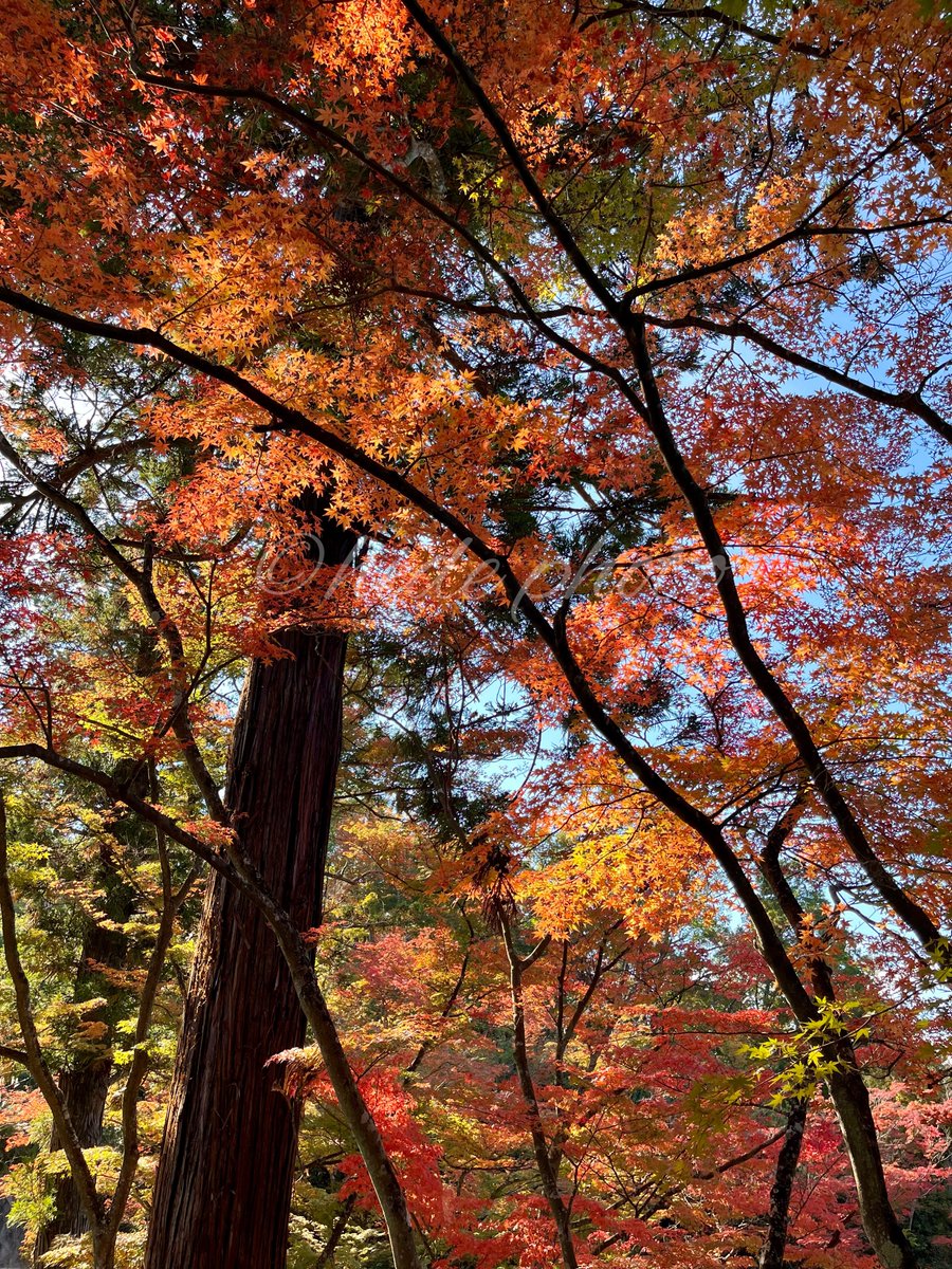 HIDE57268263's tweet photo. 透過光で鮮やかに

#紅葉　#秋 https://t.co/oSUEA5jGNA