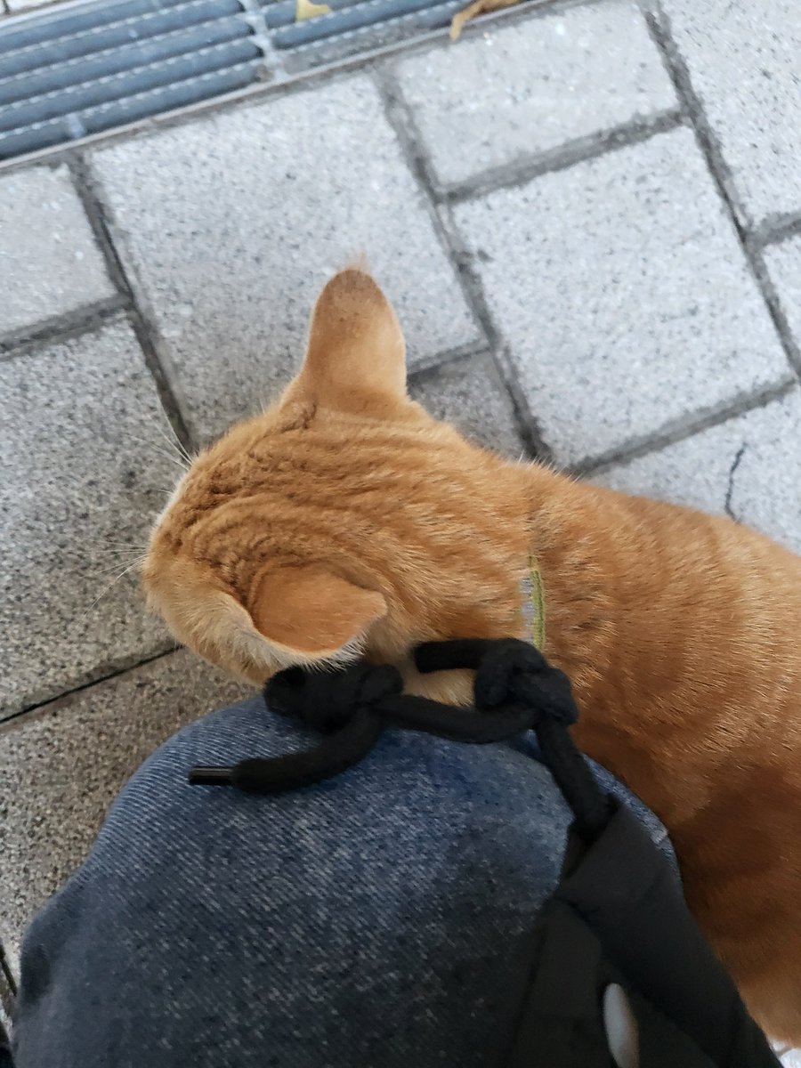 밥 먹으러 왓는데 사장님이 밥 챙겨주시는 냥이가 사람을 너무 조아해 진짜 기엽어🥹❤️